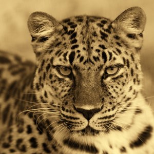 Amur Leopard