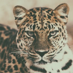 Amur Leopard