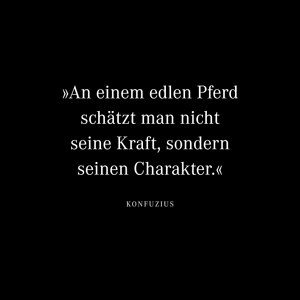 An einem edlen Pferd