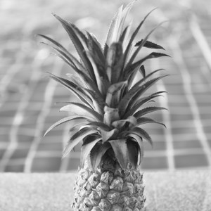 Ananas bij zwembad