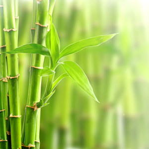 photos de bambou