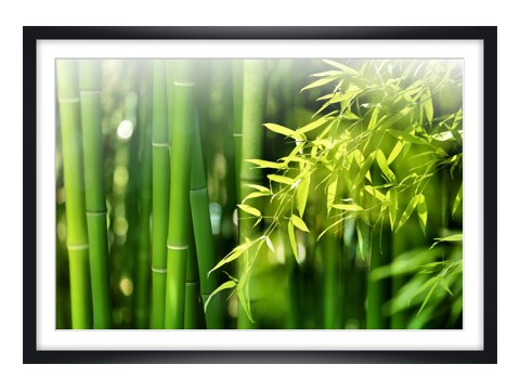 Bambusbild