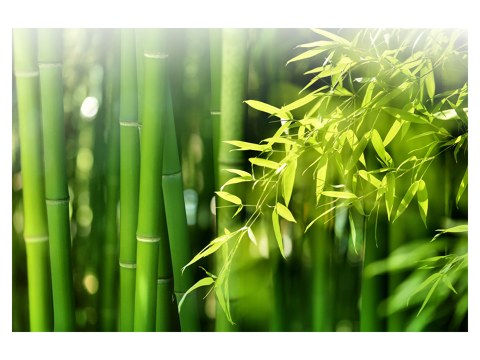 Bambusbild
