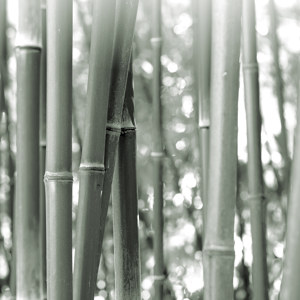 Bambusbilder