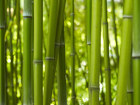 Bambusbilder
