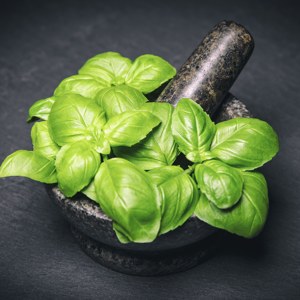 Basilikum Blätter