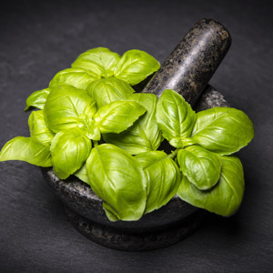 Basilikum Blätter