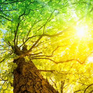 Arbre Rayon de Soleil