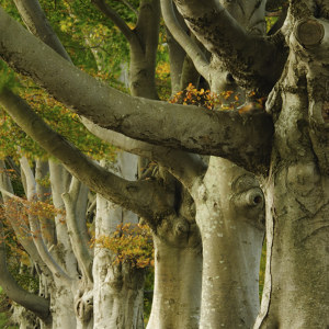 European Beech Tree