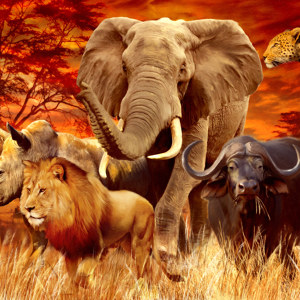 poster splendeurs africaines