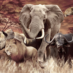 poster splendeurs africaines