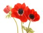Bild Anemone