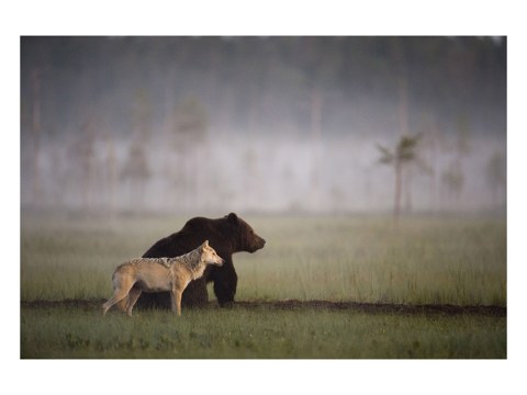 Bild Bär und Wolf
