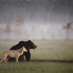 Photo d'ours et de loup