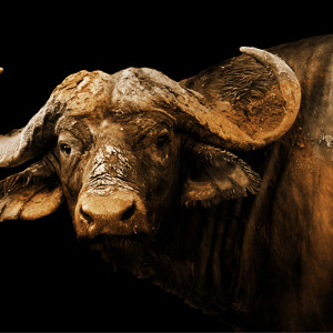 Bild Büffel