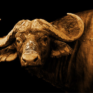 Bild Büffel