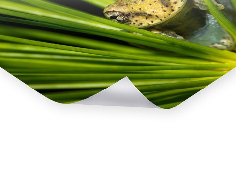 Grenouille dans l'herbe