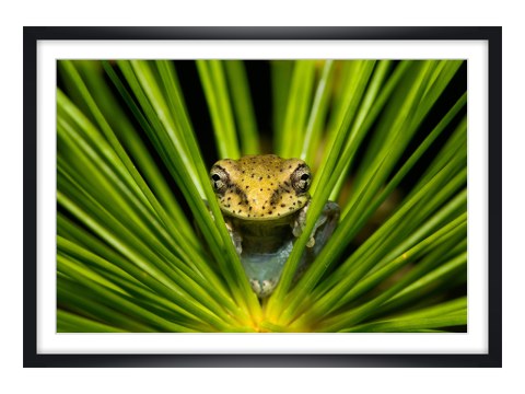 Grenouille dans l'herbe