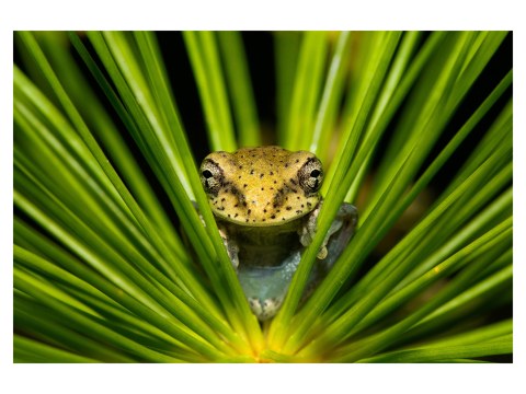 Grenouille dans l'herbe