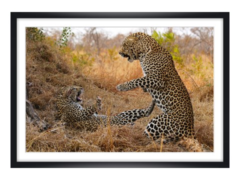 Bild Leoparden