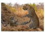 Bild Leoparden