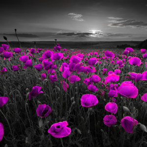 Bild Mohnfeld