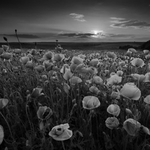 photo de champ de coquelicot