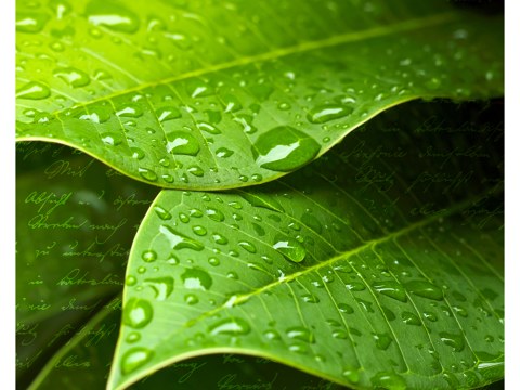 Blatt mit Tropfen