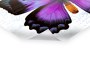 Schmetterling Bild