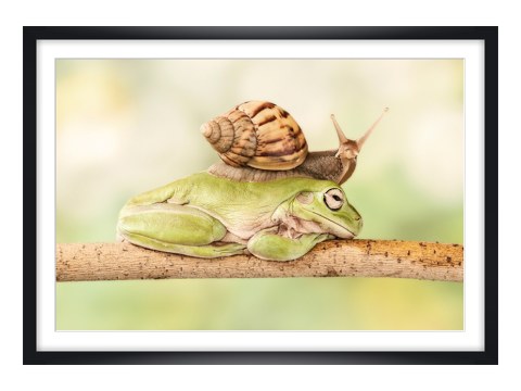 Escargot sur grenouille