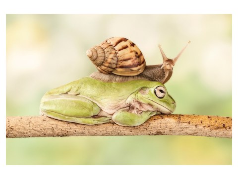 Escargot sur grenouille