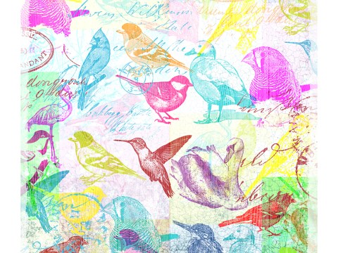 Bild Vögel Pop Art