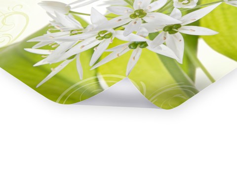 Harmonie de fleurs blanches