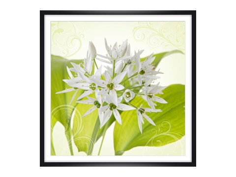 Harmonie de fleurs blanches