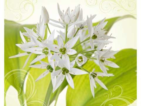 Harmonie de fleurs blanches