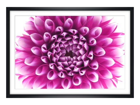 Photos dahlias