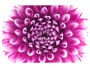 Photos dahlias