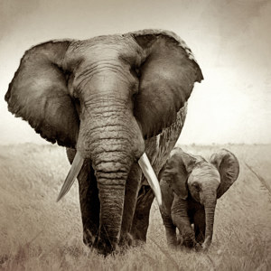 Bilder von Elefanten