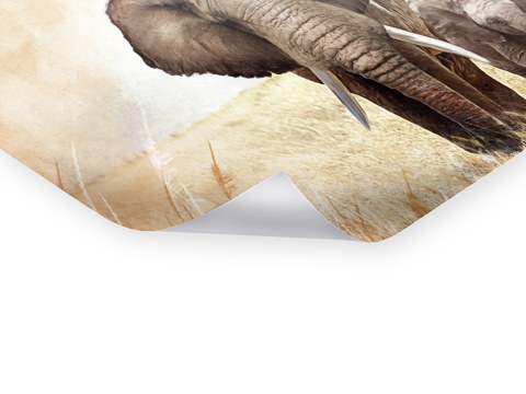 Bilder von Elefanten