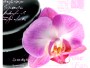 Photos orchidées