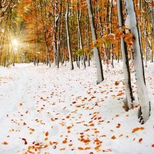 photo de forêt de bouleaux