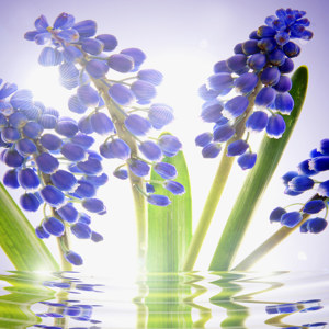 Blaue Blumen Bilder Traubenhyazinthen