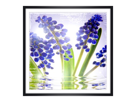 Photos de fleurs bleues