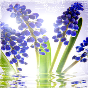 blauwe bloemen plaatjes hyacint