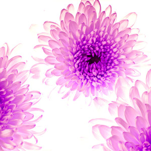 bluetenbilder Chrysanthemem