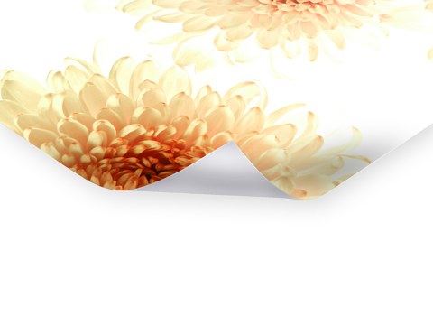 Photo florale chrysanthèmes