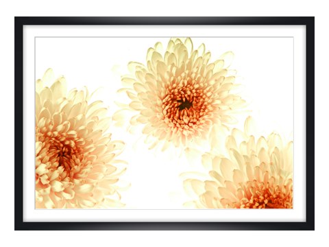 Photo florale chrysanthèmes