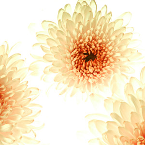 bloesem foto chrysanthema