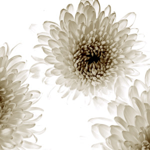 bluetenbilder Chrysanthemem