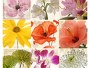 Collage de fleurs